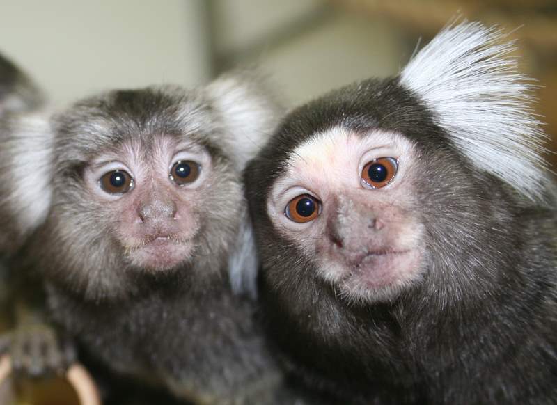 Marmosets