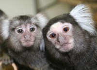 Marmosets
