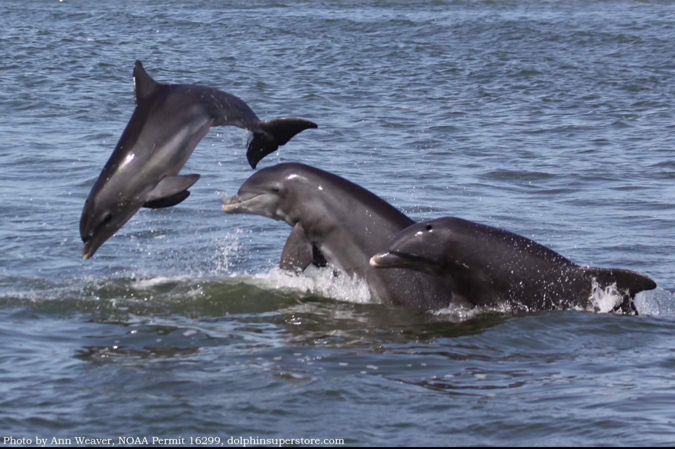 dolphins dolphins