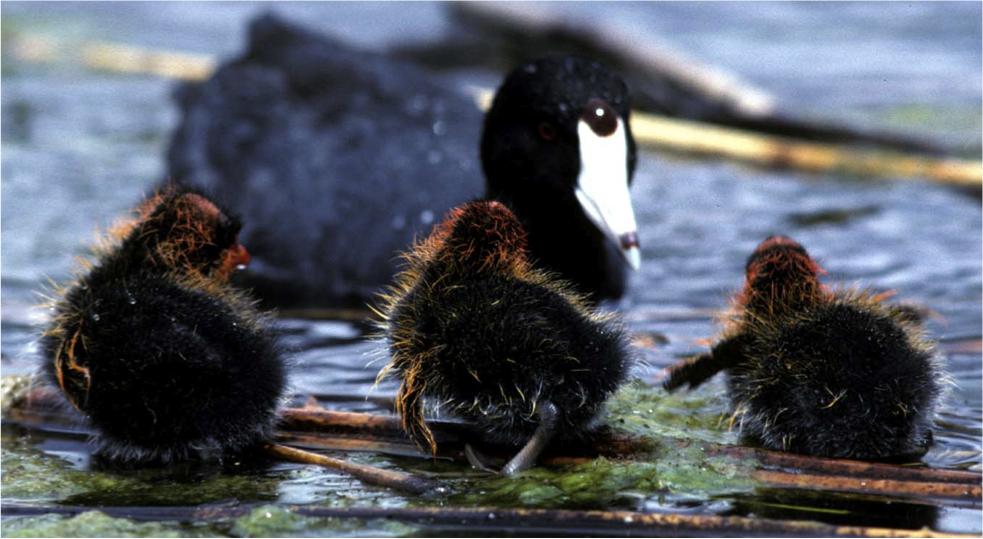 Dia_Coots.jpg