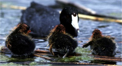 Dia_Coots.jpg